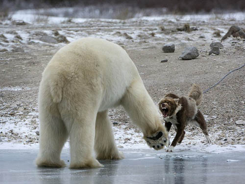 Собака атакует белого медведя 7